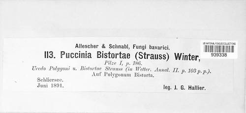 Puccinia bistortae image